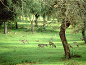 parco uccellina